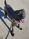 adoptable Dog in New Martinsville, WV named Colter