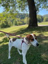 adoptable Dog in  named Dodger