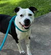 adoptable Dog in  named Panda