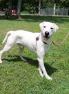 adoptable Dog in  named Bowie