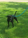 adoptable Dog in  named Sonny