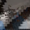 adoptable Cat in , WV named Taylor