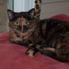 adoptable Cat in new martinsville, WV named Mayble