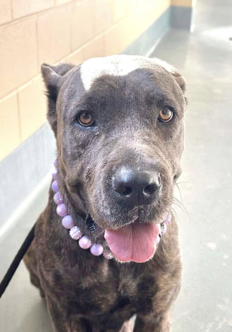 adoptable Dog in Alvin, TX named Gracie