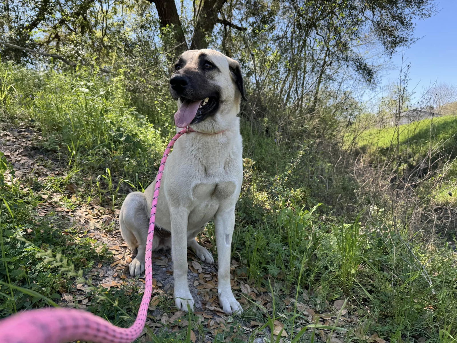 adoptable Dog in Alvin, TX named Phoebe