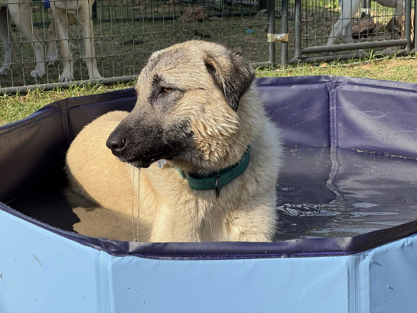 adoptable Dog in Addison, TX named Birdie