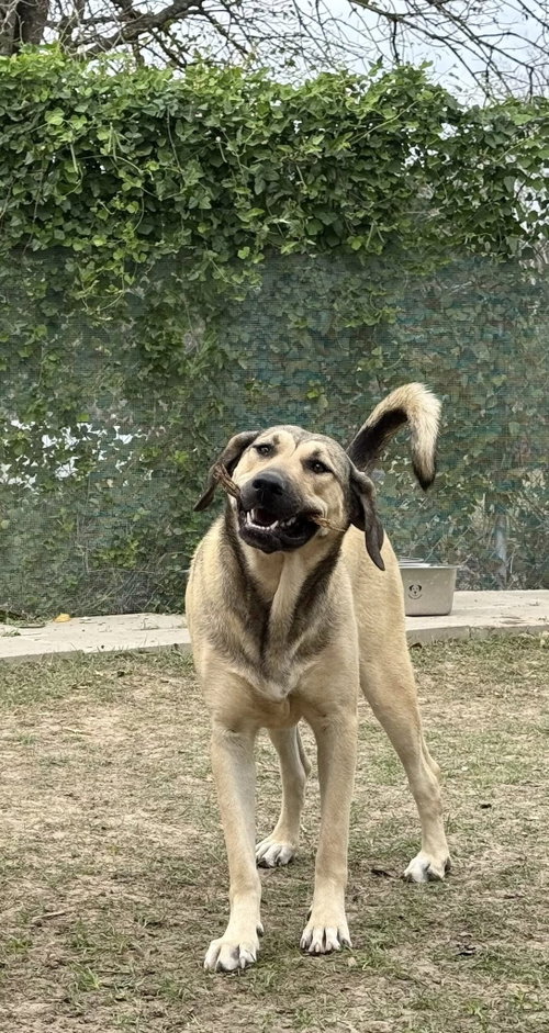 FINLEY - HOUSTON TX photo 2