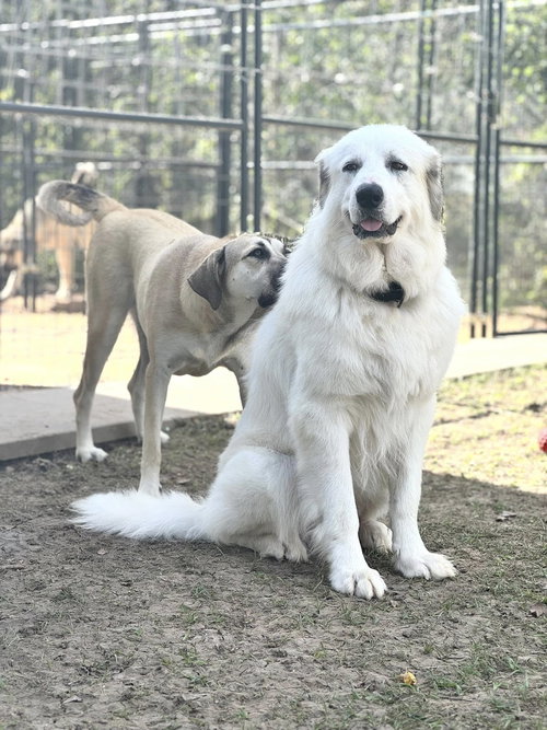 animal-image