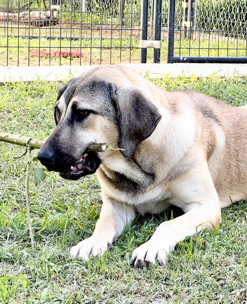 animal-image