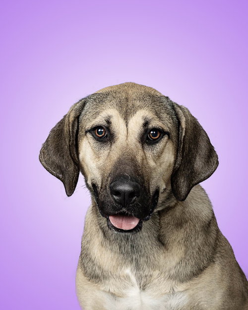 EFSANE - HOUSTON TX, an adoptable Anatolian Shepherd in Alvin, TX