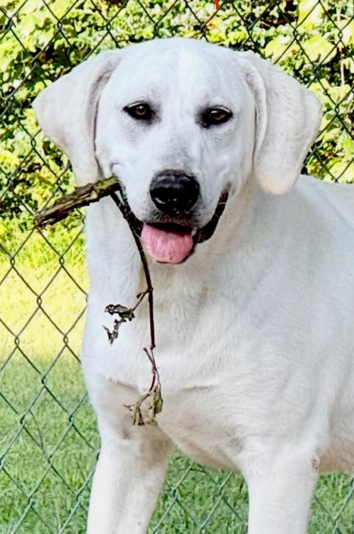 animal-image