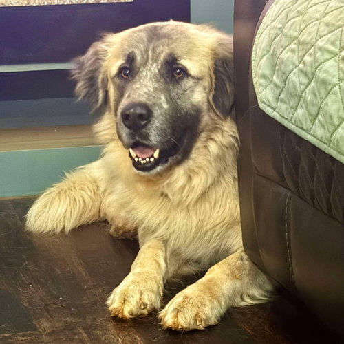 THEO - TYLER TX, an adoptable Anatolian Shepherd in Alvin, TX