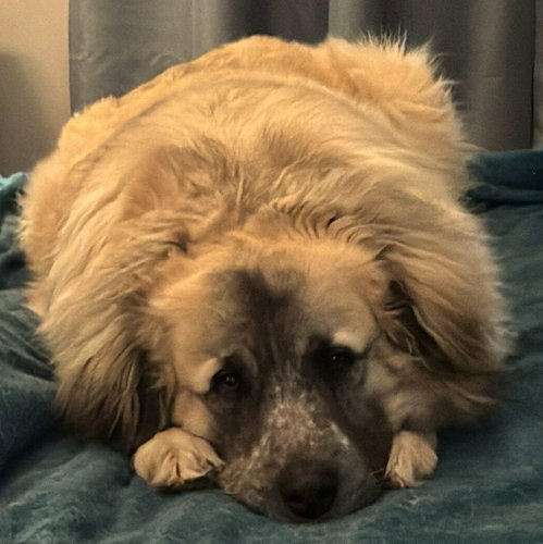 THEO - TYLER TX photo 4