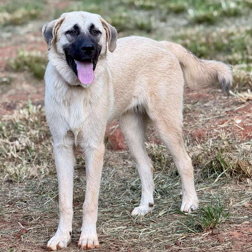 INDY - HOUSTON TX, an adoptable Anatolian Shepherd in Alvin, TX