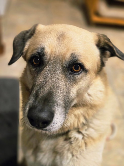 HOPPER- FLORESVILLE TX- PENDING ADOPTION, an adoptable Anatolian Shepherd in Alvin, TX