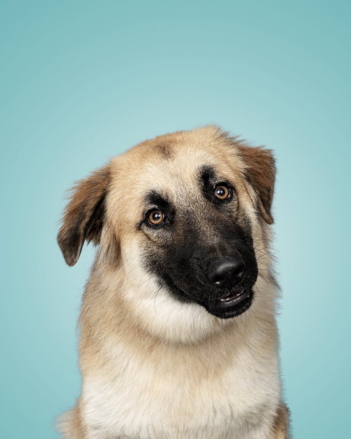 animal-image