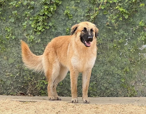RUBY - HOUSTON TX photo 3