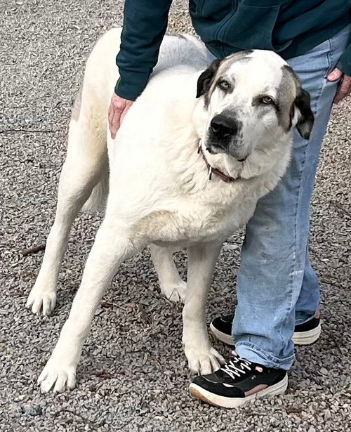 REX - JAMESTOWN KY photo 2