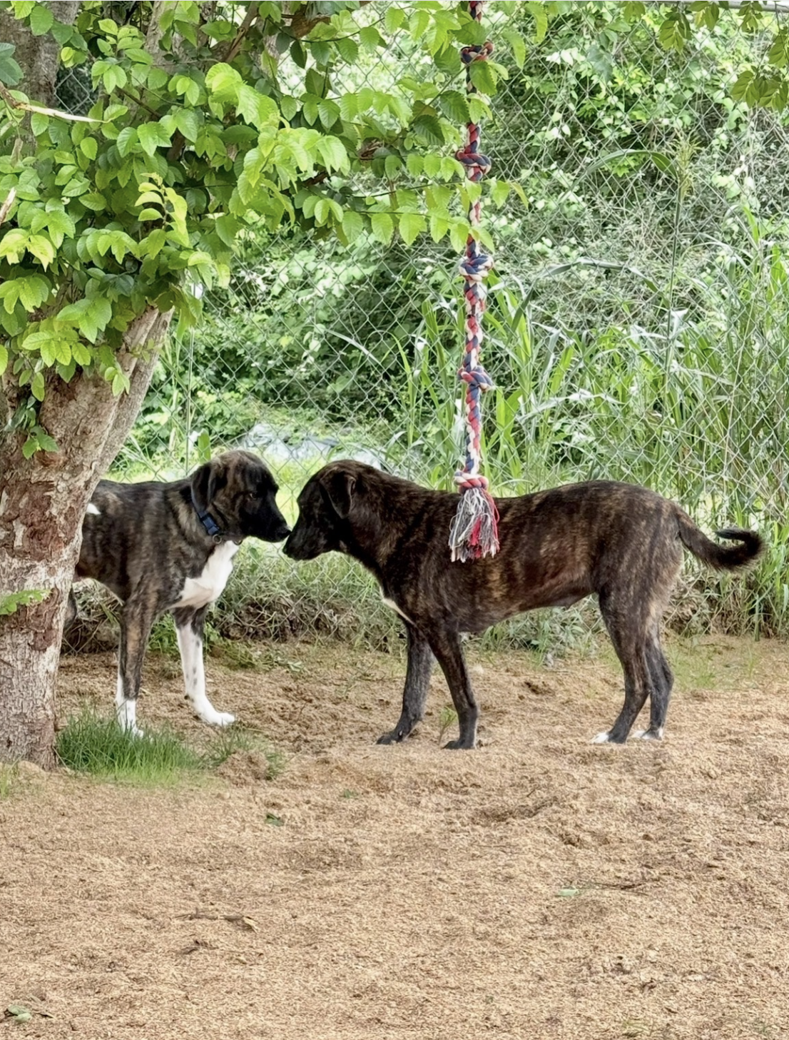 Bryn & Reba - Houston Tx, Treeing Walker Coonhound