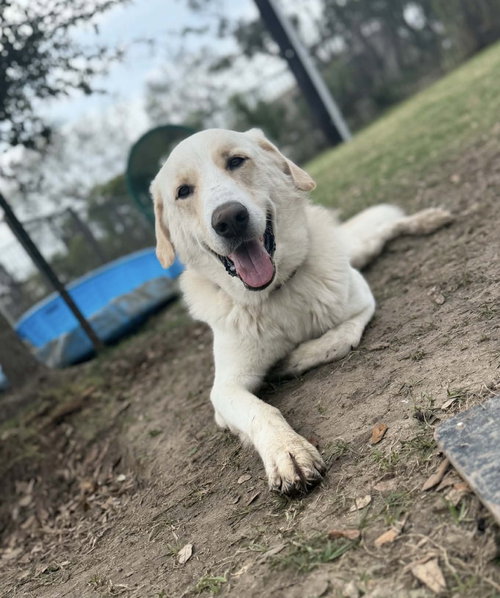 THEODORE- KEMAH TX- PENDING- FOSTER TO ADOPT, an adoptable Anatolian Shepherd in Alvin, TX