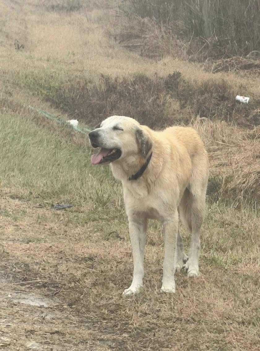 Timmy - Houston Tx, Labrador Retriever