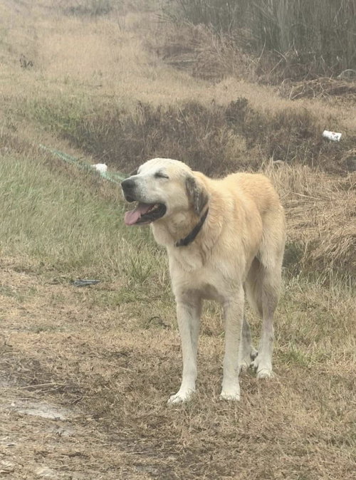 TIMMY- CONROE TX, an adoptable Anatolian Shepherd in Alvin, TX