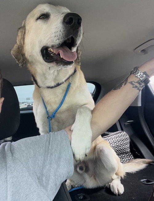 TIMMY - HOUSTON TX PENDING IN FOSTER TO ADOPT HOME photo 3