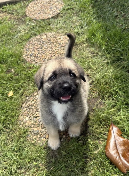 WYATT- HOUSTON TX, an adoptable Anatolian Shepherd in Alvin, TX