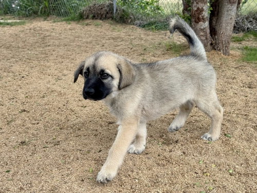 WYATT - ALVIN TX PENDING IN FOSTER TO ADOPT HOME photo 2