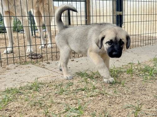WYATT - ALVIN TX PENDING IN FOSTER TO ADOPT HOME photo 3