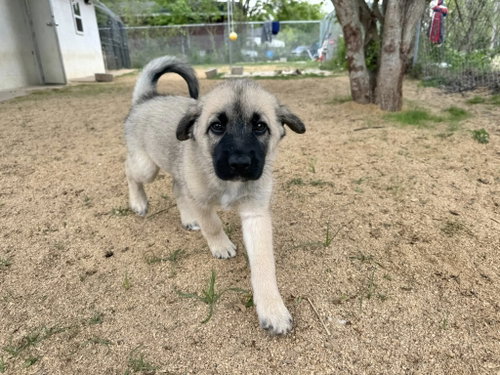WYATT - ALVIN TX PENDING IN FOSTER TO ADOPT HOME photo 4