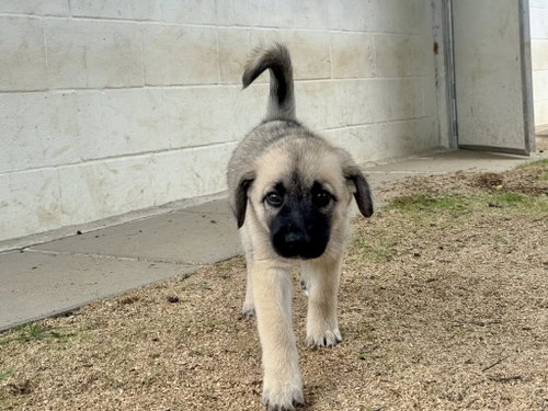 WYATT - ALVIN TX PENDING IN FOSTER TO ADOPT HOME photo 6
