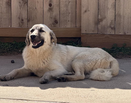ZARA - HOUSTON TX, an adoptable Anatolian Shepherd in Alvin, TX