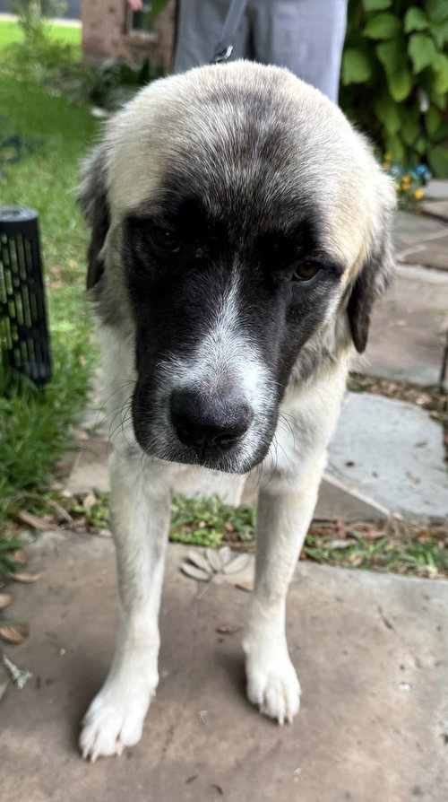 HANK - HOUSTON TX, an adoptable Anatolian Shepherd in Alvin, TX
