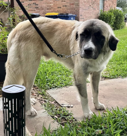 HANK - HOUSTON TX PENDING FOSTER TO ADOPT HOME photo 3