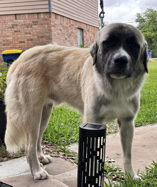 HANK - HOUSTON TX PENDING FOSTER TO ADOPT HOME photo 4