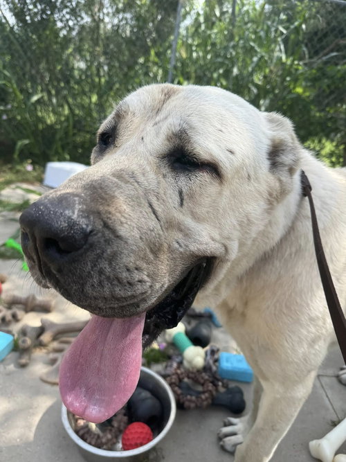 BANU- HOUSTON TX PENDING, an adoptable Anatolian Shepherd in Alvin, TX