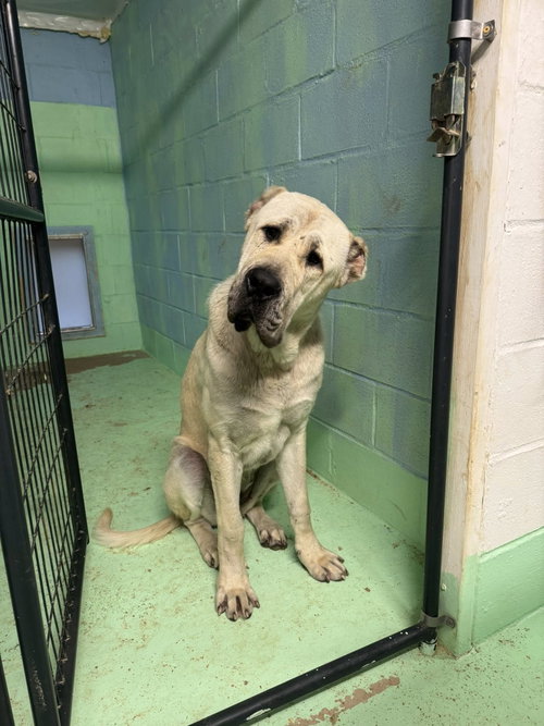BANU- HOUSTON TX photo 2