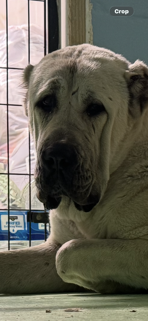 BANU- HOUSTON TX photo 3