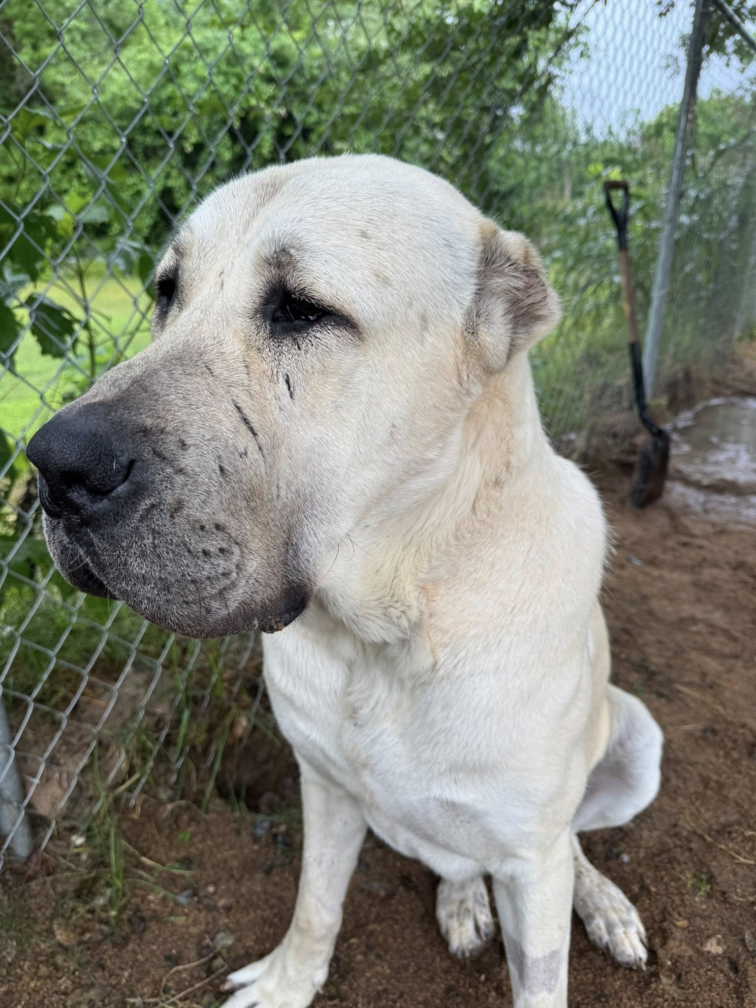 Banu- Houston Tx, Anatolian Shepherd