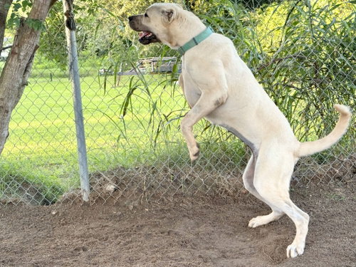 Photo 4 of BANU- HOUSTON TX