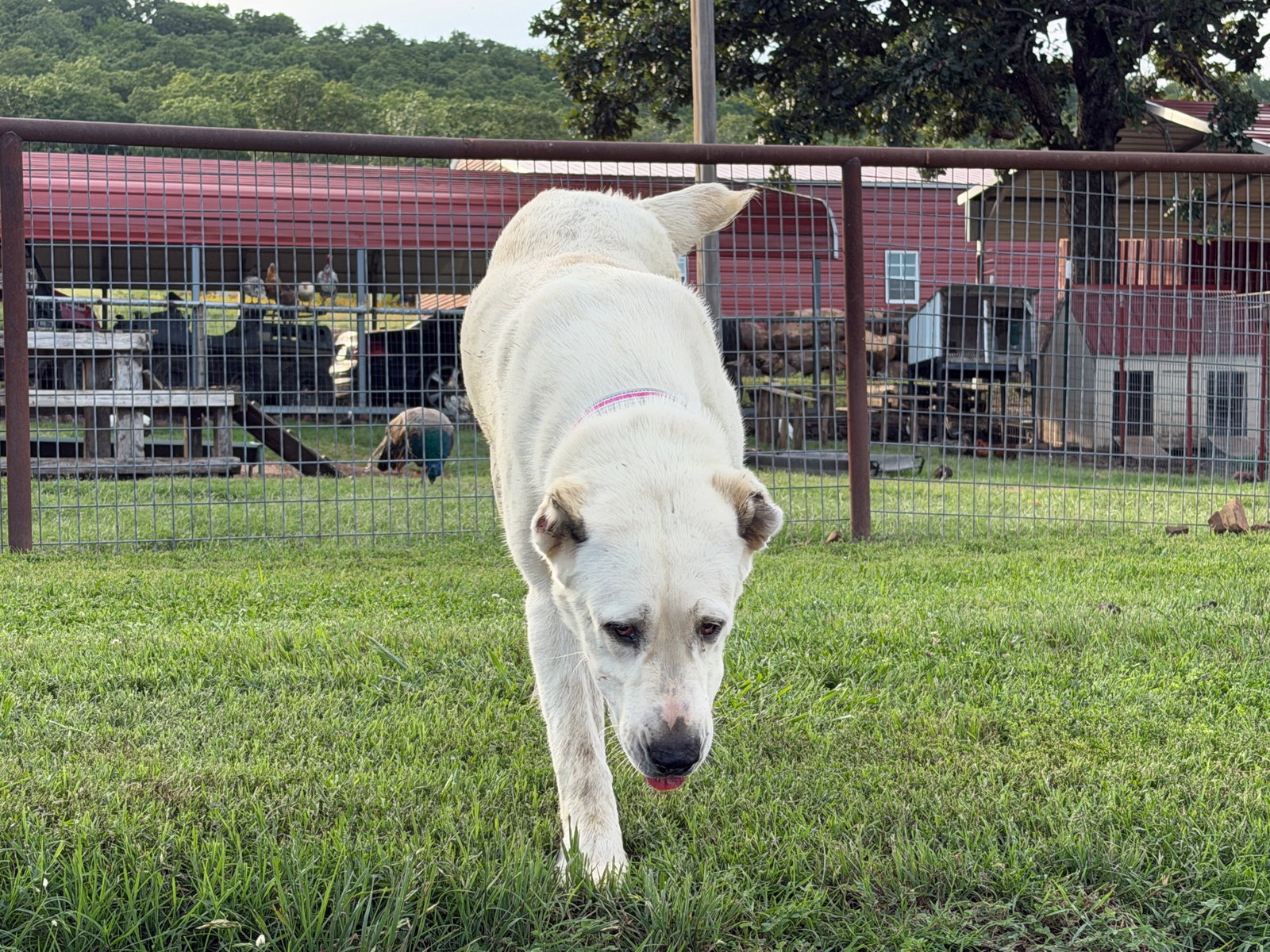 THELMA- OKLAHOMA, photo 7