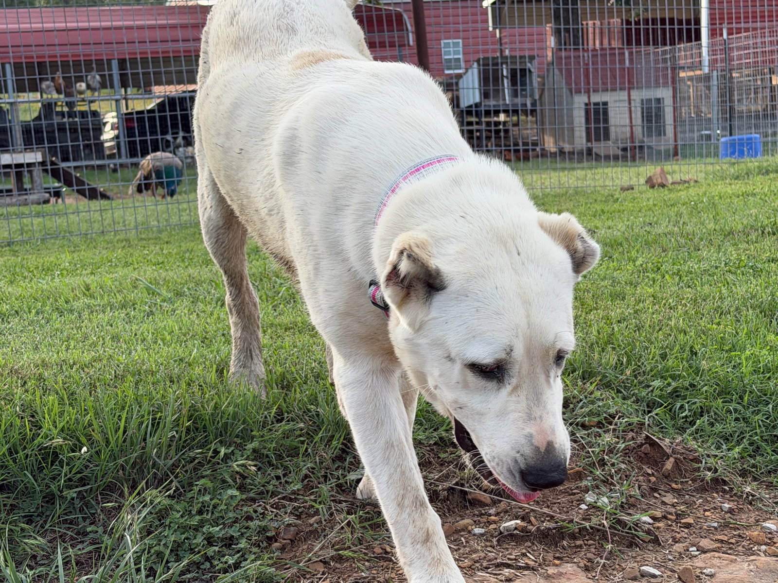 THELMA- OKLAHOMA, photo 10
