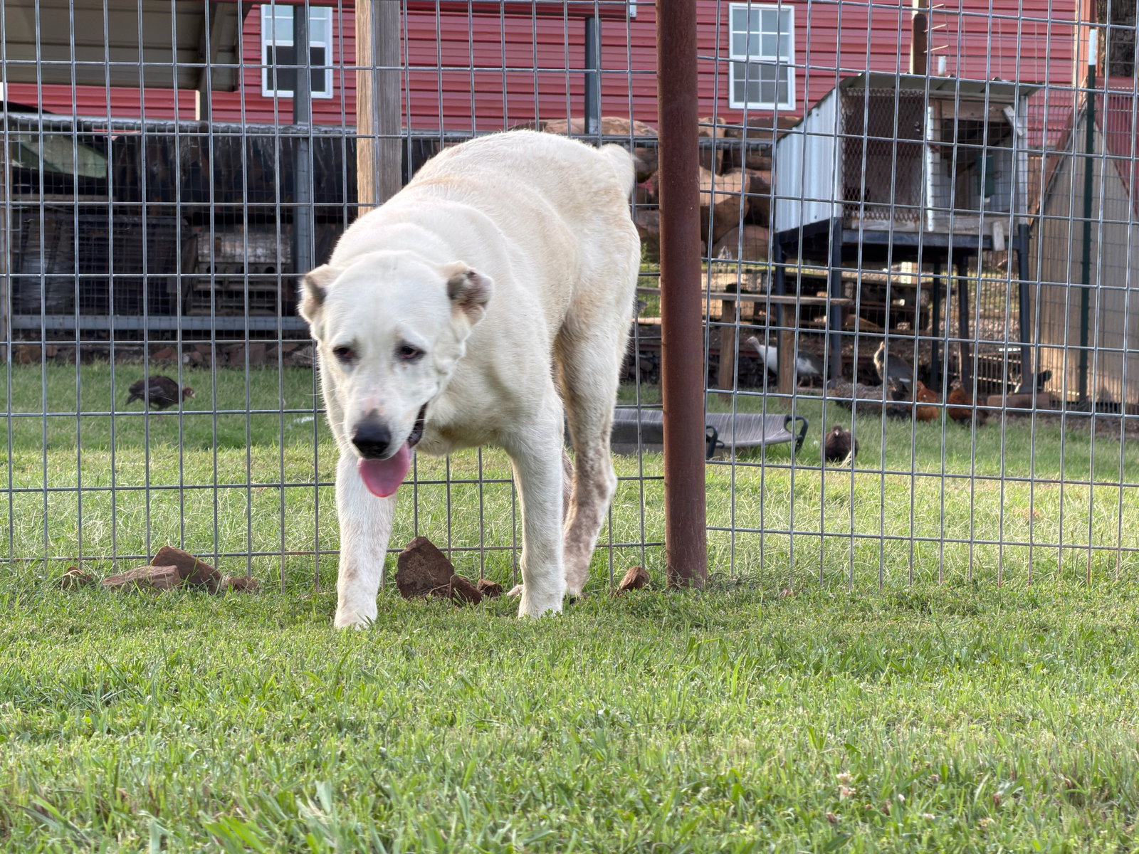 THELMA- OKLAHOMA, photo 9
