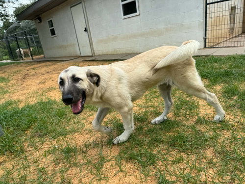 MINA- WISCONSIN- PENDING, an adoptable Anatolian Shepherd in Alvin, TX