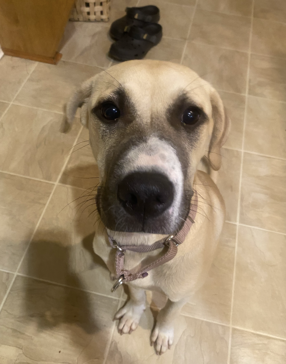 Stella- Yatesville Ga, Great Pyrenees