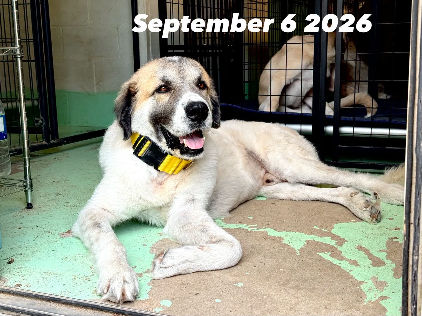 Calvin- Alvin Tx, Great Pyrenees