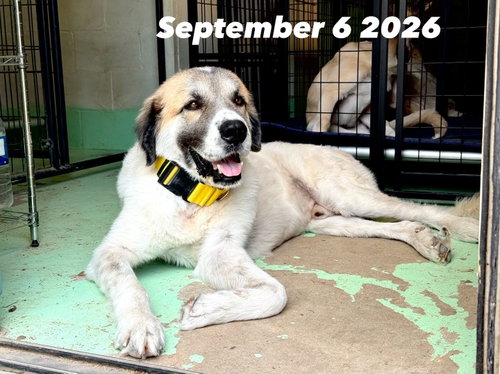 CALVIN- ALVIN TX, a dog for adoption from Big Paws K9 Foster House