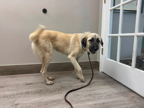 DOLLY- HOUSTON, a dog for adoption from Big Paws K9 Foster House