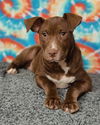 adoptable Dog in  named Mocha 25/377